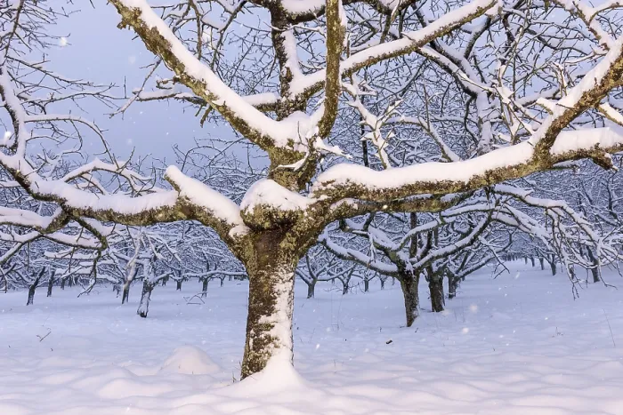 Gerahmter Druck : Kirsche (Prunus) Bäume Schneefall Gerahmter Druck : Kirsche (Prunus) Bäume Schneefall