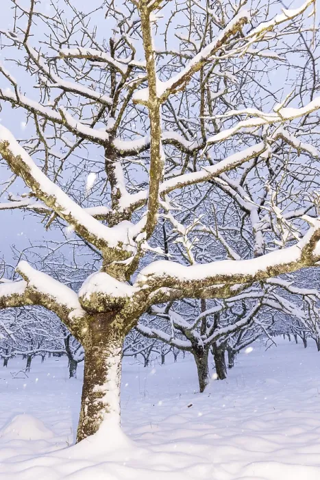 Gerahmter Druck : Kirsche (Prunus) Bäume Schneefall Gerahmter Druck : Kirsche (Prunus) Bäume Schneefall