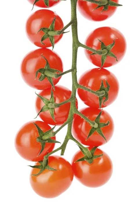 Gerahmter Druck : Cherry-Tomaten auf dem Weiß. Gerahmter Druck : Cherry-Tomaten auf dem Weiß.