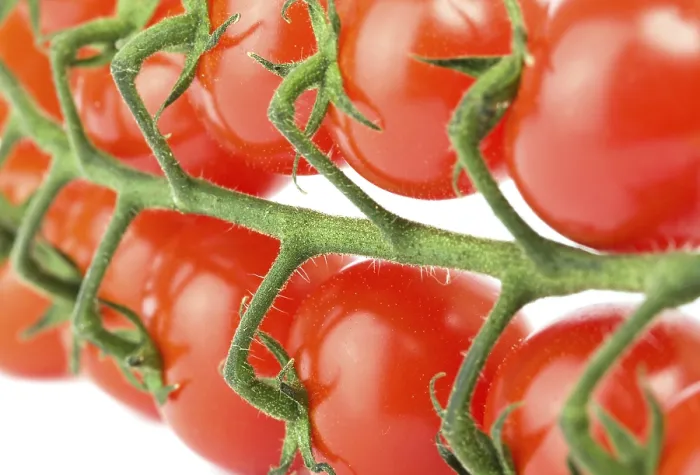 Gerahmter Druck : Cherry Tomaten auf Weiß. Gerahmter Druck : Cherry Tomaten auf Weiß.