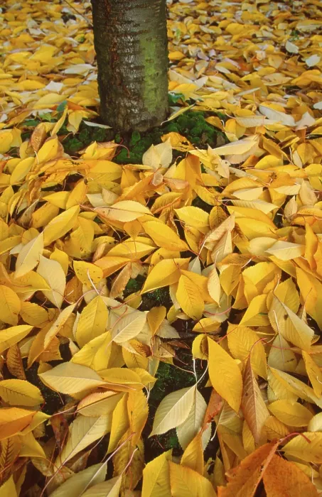 Gerahmter Druck : Kirschbaum und Herbstlaub. Gerahmter Druck : Kirschbaum und Herbstlaub.