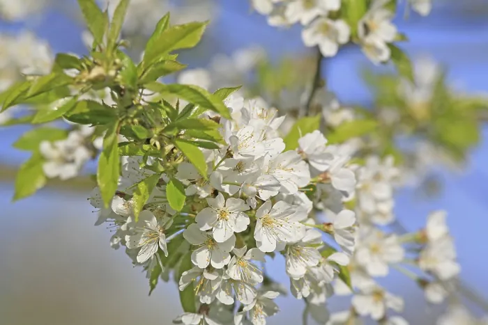 Gerahmter Druck : Kirschbaum in Blüte. Gerahmter Druck : Kirschbaum in Blüte.