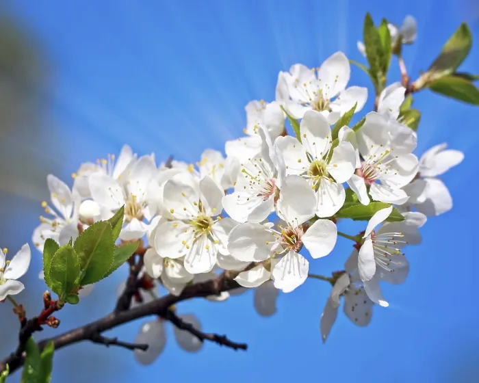 Gerahmter Druck : Kirschbaum blüht im Frühling. Gerahmter Druck : Kirschbaum blüht im Frühling.