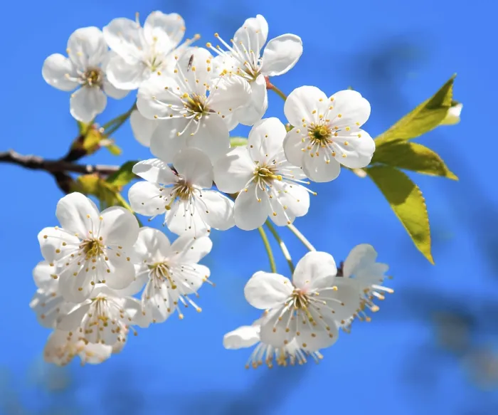 Gerahmter Druck : Kirschbaum blüht im Frühjahr. Gerahmter Druck : Kirschbaum blüht im Frühjahr.