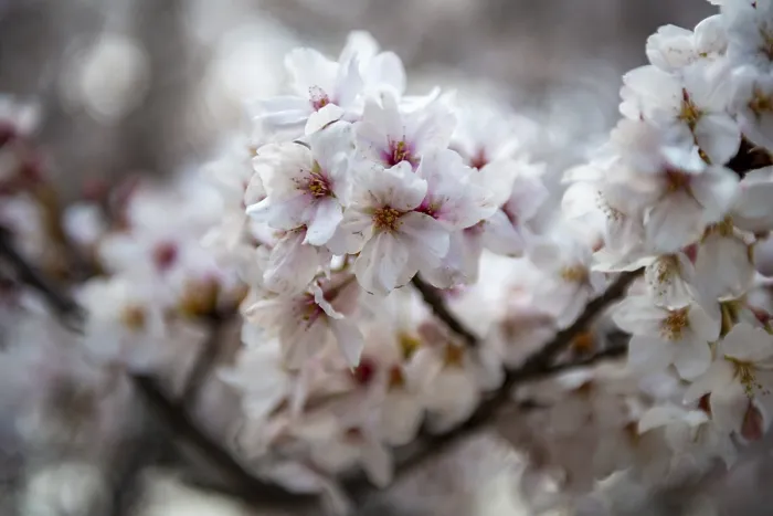 Gerahmter Druck : Kirschbaumblüten im Frühling. Gerahmter Druck : Kirschbaumblüten im Frühling.