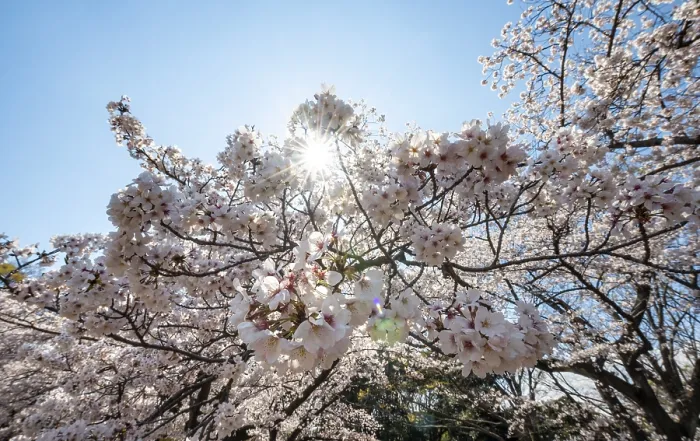Gerahmter Druck : Kirschbaumblüten im Frühling. Gerahmter Druck : Kirschbaumblüten im Frühling.
