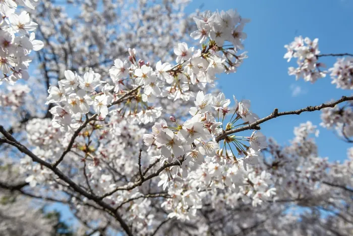 Gerahmter Druck : Kirschbaumblüten im Frühling. Gerahmter Druck : Kirschbaumblüten im Frühling.