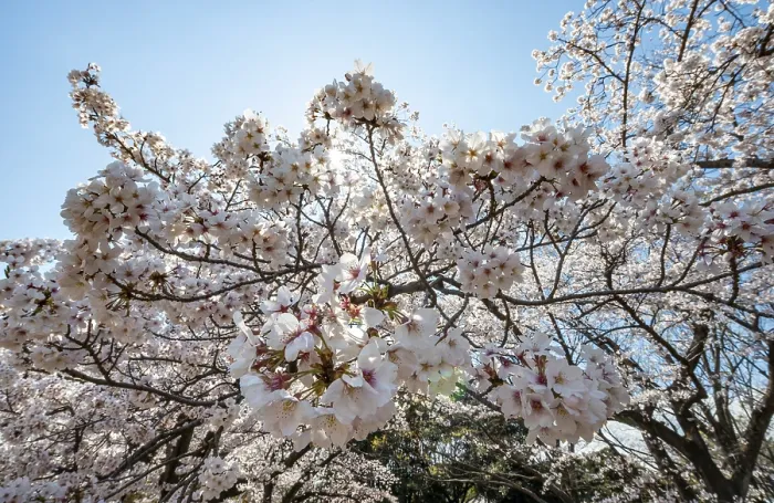 Gerahmter Druck : Kirschbaumblüten im Frühling. Gerahmter Druck : Kirschbaumblüten im Frühling.