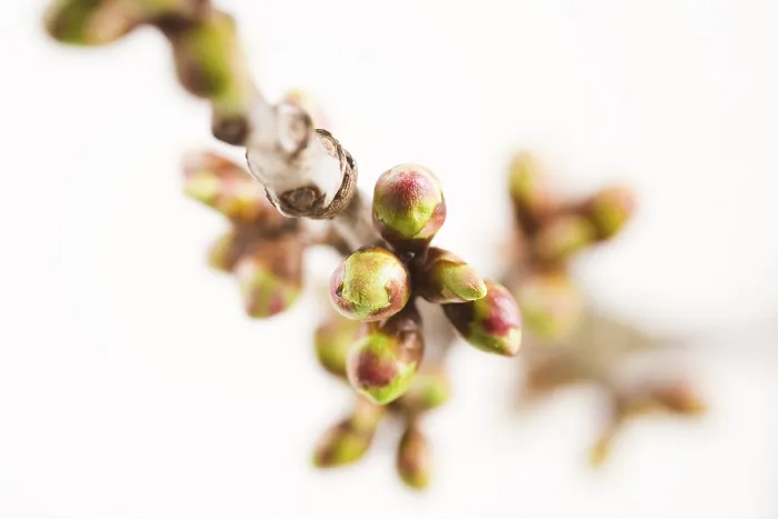 Gerahmter Druck : Kirschbaumzweig (Cerasus) im Frühling. Gerahmter Druck : Kirschbaumzweig (Cerasus) im Frühling.
