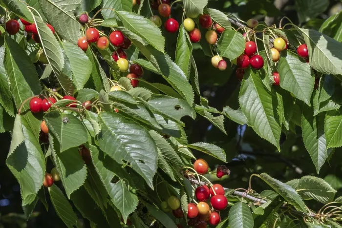Gerahmter Druck : Kirschenbaum mit Kirschen (Prunus avium) Gerahmter Druck : Kirschenbaum mit Kirschen (Prunus avium)