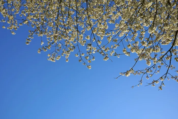 Gerahmter Druck : Kirschbaum, Kirschblüten, Himmel. Gerahmter Druck : Kirschbaum, Kirschblüten, Himmel.