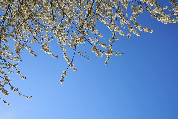 Gerahmter Druck : Kirschbaum, Kirschblüten, Himmel. Gerahmter Druck : Kirschbaum, Kirschblüten, Himmel.