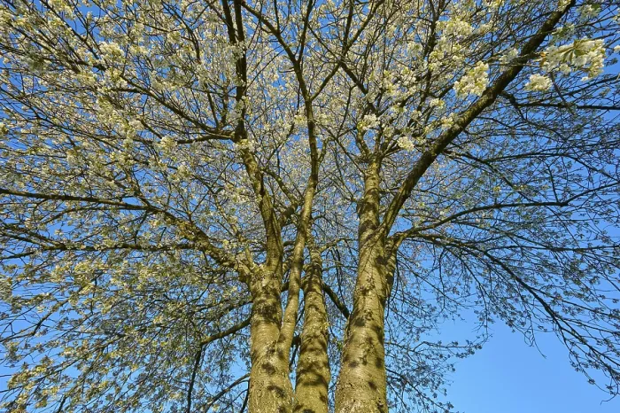 Gerahmter Druck : Kirschbaum, Kirschblüten, Himmel. Gerahmter Druck : Kirschbaum, Kirschblüten, Himmel.