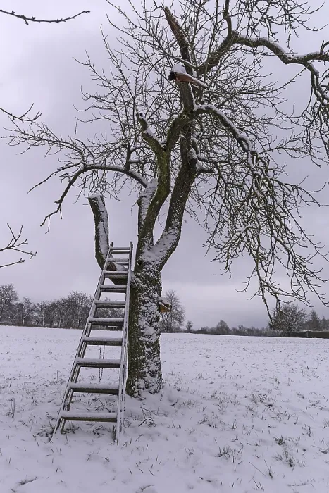 Gerahmter Druck : Kirschbaum mit Leiter im Winter. Gerahmter Druck : Kirschbaum mit Leiter im Winter.