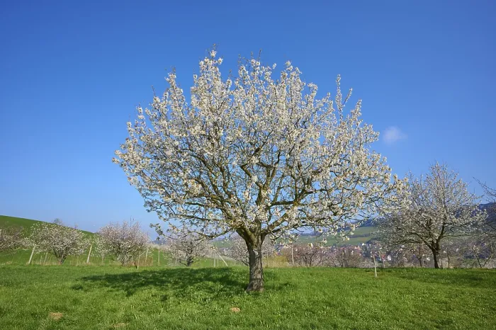 Gerahmter Druck : Kirschbaum, Wiese, Blüte, Frühling. Gerahmter Druck : Kirschbaum, Wiese, Blüte, Frühling.
