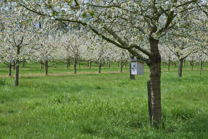Gerahmter Druck : Kirschbaum, Obstgarten, Blüte, Nestkasten. Gerahmter Druck : Kirschbaum, Obstgarten, Blüte, Nestkasten.