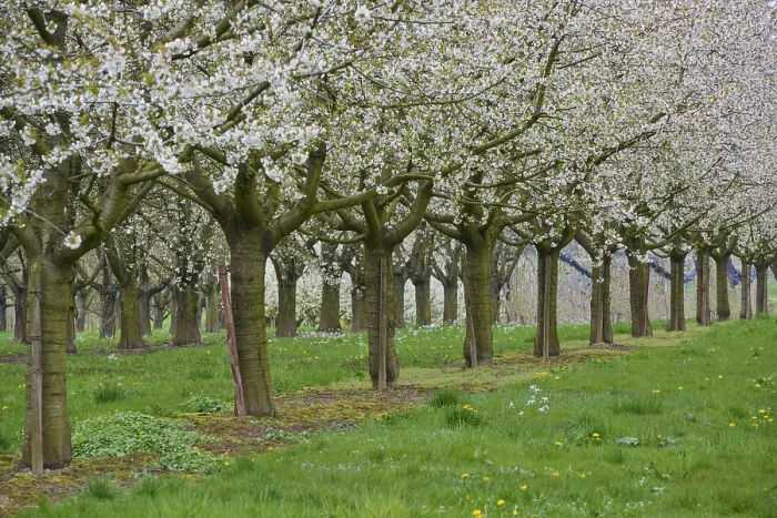 Gerahmter Druck : Kirschenbaum, Obstgarten, Blüte, Frühling. Gerahmter Druck : Kirschenbaum, Obstgarten, Blüte, Frühling.