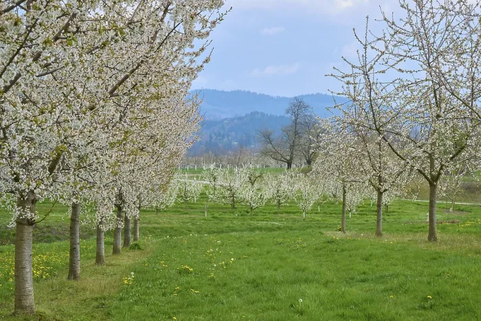 Gerahmter Druck : Kirschbaum, Obstgarten, Blüte, Frühling. Gerahmter Druck : Kirschbaum, Obstgarten, Blüte, Frühling.