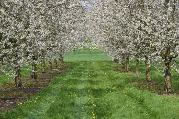 Gerahmter Druck : Kirschbaum, Obstgarten, Blüte, Frühling. Gerahmter Druck : Kirschbaum, Obstgarten, Blüte, Frühling.