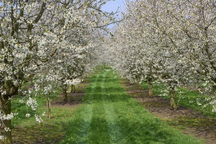Gerahmter Druck : Apfelbaum, Obstgarten, Blüte, Frühling Gerahmter Druck : Apfelbaum, Obstgarten, Blüte, Frühling