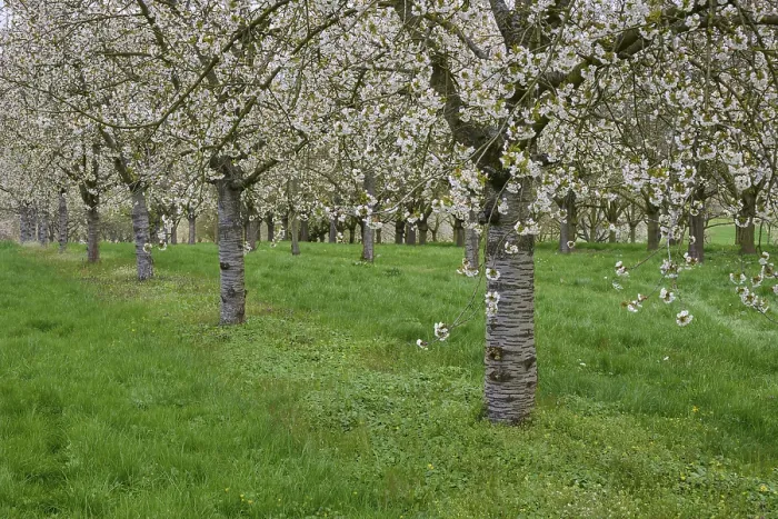 Gerahmter Druck : Kirschbaum, Obstgarten, Blüte, Frühling. Gerahmter Druck : Kirschbaum, Obstgarten, Blüte, Frühling.