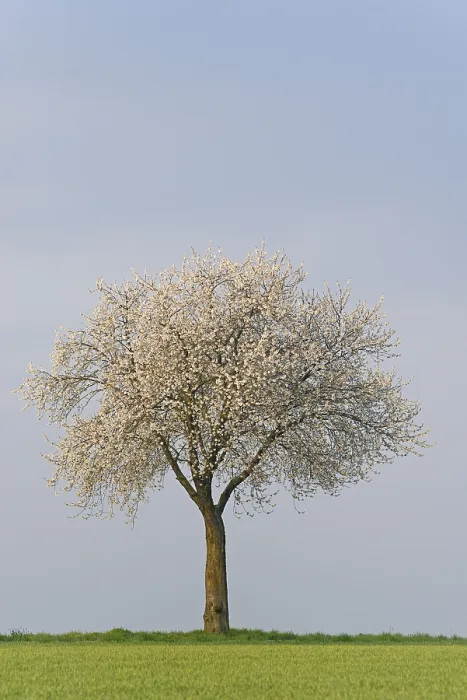 Gerahmter Druck : Kirschbaum (Prunus) in Blüte, blauer Himmel. Gerahmter Druck : Kirschbaum (Prunus) in Blüte, blauer Himmel.