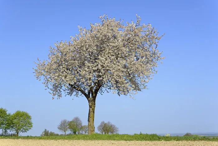 Gerahmter Druck : Kirschbaum (Prunus) in Blüte, blauer Himmel. Gerahmter Druck : Kirschbaum (Prunus) in Blüte, blauer Himmel.