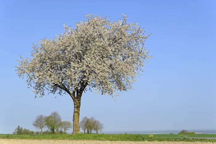 Gerahmter Druck : Kirschbaum (Prunus) in Blüte, blauer Himmel. Gerahmter Druck : Kirschbaum (Prunus) in Blüte, blauer Himmel.