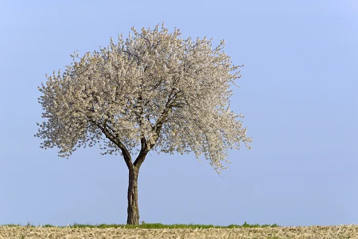 Gerahmter Druck : Kirschbaum (Prunus) in Blüte, blauer Himmel. Gerahmter Druck : Kirschbaum (Prunus) in Blüte, blauer Himmel.