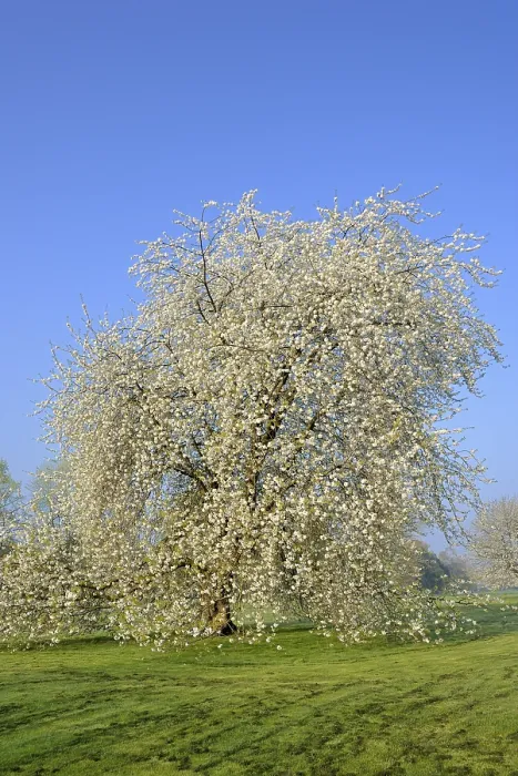 Gerahmter Druck : Kirschbaum (Prunus) in voller Blüte vor blauem Himmel. Gerahmter Druck : Kirschbaum (Prunus) in voller Blüte vor blauem Himmel.