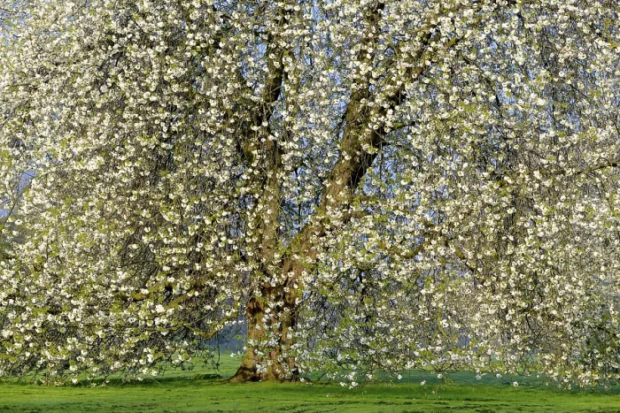 Gerahmter Druck : Kirschbaum (Prunus) in voller Blüte, Deutschland. Gerahmter Druck : Kirschbaum (Prunus) in voller Blüte, Deutschland.