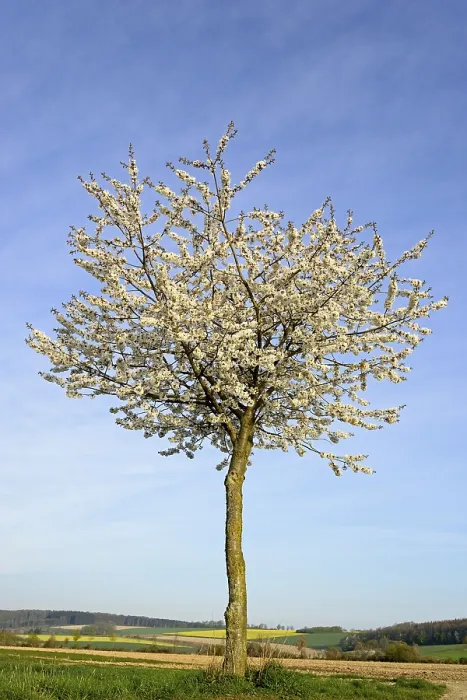 Gerahmter Druck : Kirschbaum (Prunus) in Blüte. Gerahmter Druck : Kirschbaum (Prunus) in Blüte.