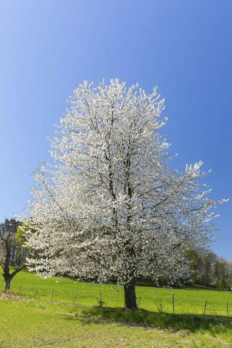 Gerahmter Druck : Kirschbaum (Prunus) in Blüte. Gerahmter Druck : Kirschbaum (Prunus) in Blüte.