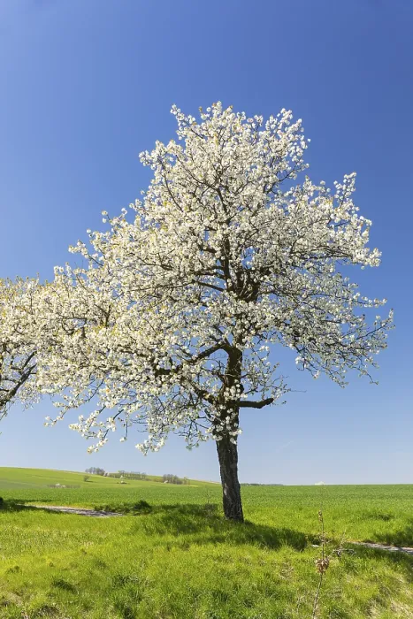Gerahmter Druck : Kirschbaum (Prunus) in Blüte. Gerahmter Druck : Kirschbaum (Prunus) in Blüte.