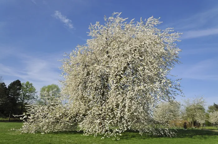 Gerahmter Druck : Kirschbaum (Prunus sp.) in voller Blüte. Gerahmter Druck : Kirschbaum (Prunus sp.) in voller Blüte.