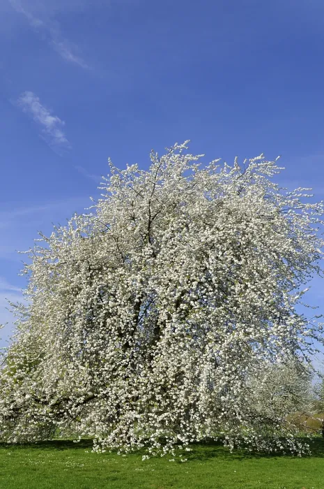 Gerahmter Druck : Kirschbaum (Prunus sp.) in voller Blüte. Gerahmter Druck : Kirschbaum (Prunus sp.) in voller Blüte.