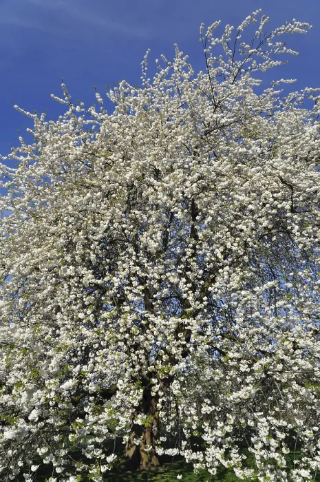 Gerahmter Druck : Kirschbaum (Prunus sp.) in voller Blüte. Gerahmter Druck : Kirschbaum (Prunus sp.) in voller Blüte.