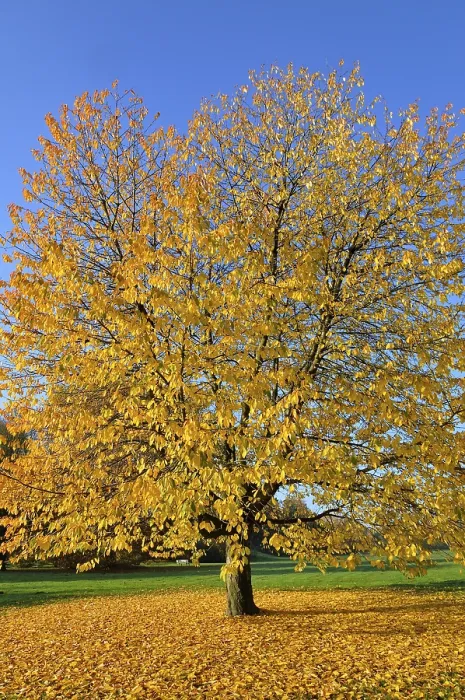 Gerahmter Druck : Kirschbaum (Prunus) mit gelben Herbstblättern. Gerahmter Druck : Kirschbaum (Prunus) mit gelben Herbstblättern.