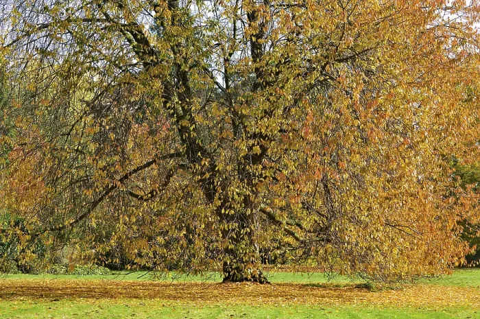 Gerahmter Druck : Kirschbaum (Prunus) mit gelben Herbstblättern. Gerahmter Druck : Kirschbaum (Prunus) mit gelben Herbstblättern.