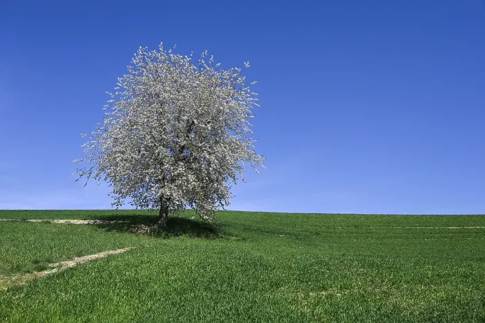 Gerahmter Druck : Kirschbaum, Schweiz. Gerahmter Druck : Kirschbaum, Schweiz.