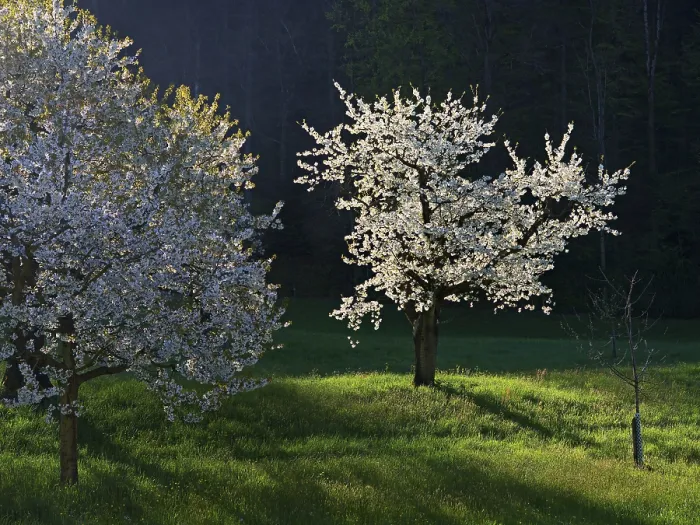 Gerahmter Druck : Kirschbäume in Blüte, Walchwil. Gerahmter Druck : Kirschbäume in Blüte, Walchwil.