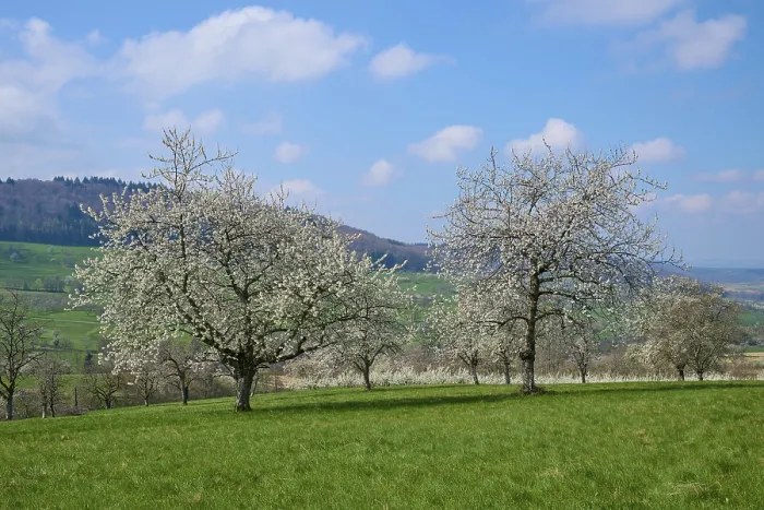 Gerahmter Druck : Kirschbäume, Wiese, Wolken, Blüten. Gerahmter Druck : Kirschbäume, Wiese, Wolken, Blüten.