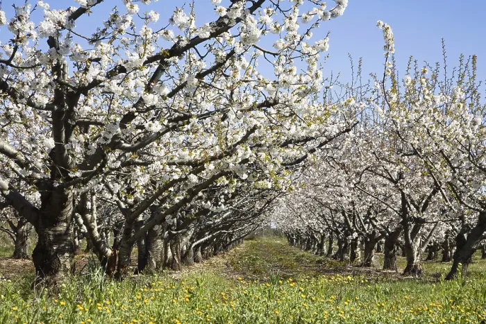 Gerahmter Druck : Kirschbäume (Prunus) in Blüte. Gerahmter Druck : Kirschbäume (Prunus) in Blüte.