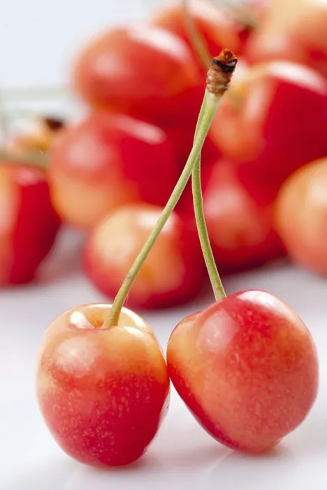 Gerahmter Druck : Kirsche auf weiß mit Frucht-Hintergrund. Gerahmter Druck : Kirsche auf weiß mit Frucht-Hintergrund.