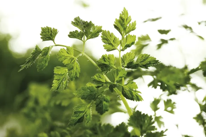 Gerahmter Druck : Chervil Gerahmter Druck : Chervil
