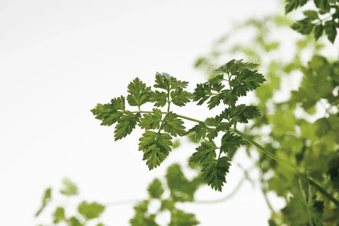 Gerahmter Druck : Chervil Gerahmter Druck : Chervil