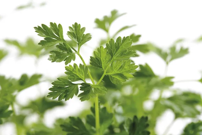 Gerahmter Druck : Dill (Anthriscus)
