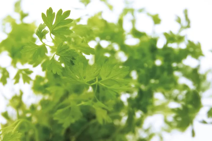Gerahmter Druck : Chervil (Anthriscus cerefolium), Kraut. Gerahmter Druck : Chervil (Anthriscus cerefolium), Kraut.
