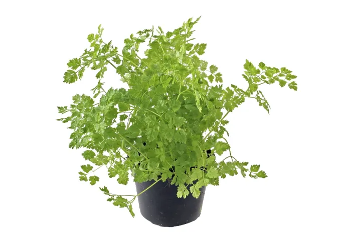 Gerahmter Druck : Chervil in einem Topf, (Anthriscus), Küchenkräuter, Manitoba, Kanada Gerahmter Druck : Chervil in einem Topf, (Anthriscus), Küchenkräuter, Manitoba, Kanada