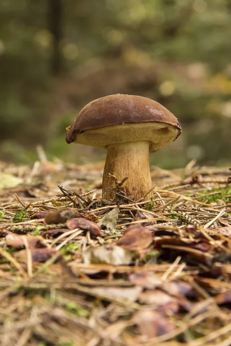 Gerahmter Druck : Echter Eichherrenboletus in Mischwald. Gerahmter Druck : Echter Eichherrenboletus in Mischwald.